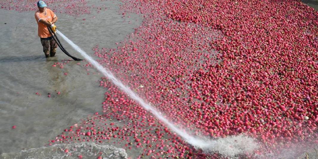 Dondurucu suyun içinde zorlu mesai! Hasat yapılıyor, çamurdan arındırılıyor: İşçiler el emeğiyle zorluğun üstesinden geliyor 3
